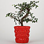 Ficus Ulmus Plant In Designer Red Ceramic Pot