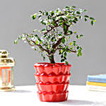 Ficus Ulmus Plant In Designer Red Ceramic Pot