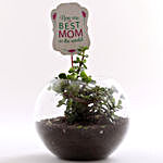 Jade Plant Terrarium For Mom