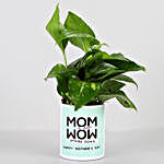 Money Plant In Mom Is Wow Pot