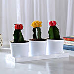Set of 3 Moon Cactus Plants in White Pots