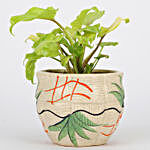 Xanadu Plant In Beautiful Ceramic Pot