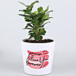 Ficus Compacta Plant Promise Day Special Pot