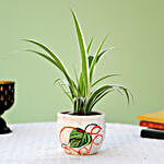 Spider Plant In Beautiful Ceramic Pot