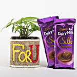 Syngonium Plant in For You Vase & Dairy Milk Silk Chocolates