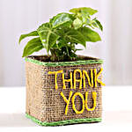 Syngonium Plant in Thank You Vase