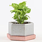 Syngonium In Hexafun Concrete Pot With Tray