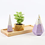 Gold Syngonium In Concrete Pot & Accessory Holders