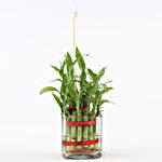 2 Layer Bamboo Plant With Mustache