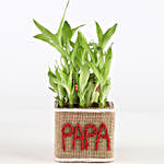 Two Layer Lucky Bamboo Plant For Papa
