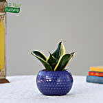 MILT Sansevieria Plant In Designer Blue Ceramic Pot