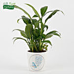 Peace Lily Plant in White Printed Ceramic Pot