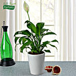 Diwali Special Peace Lily Plant in Ceramic Pot