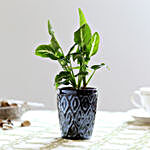 Syngonium Wendlandii Plant In Ceramic Pot