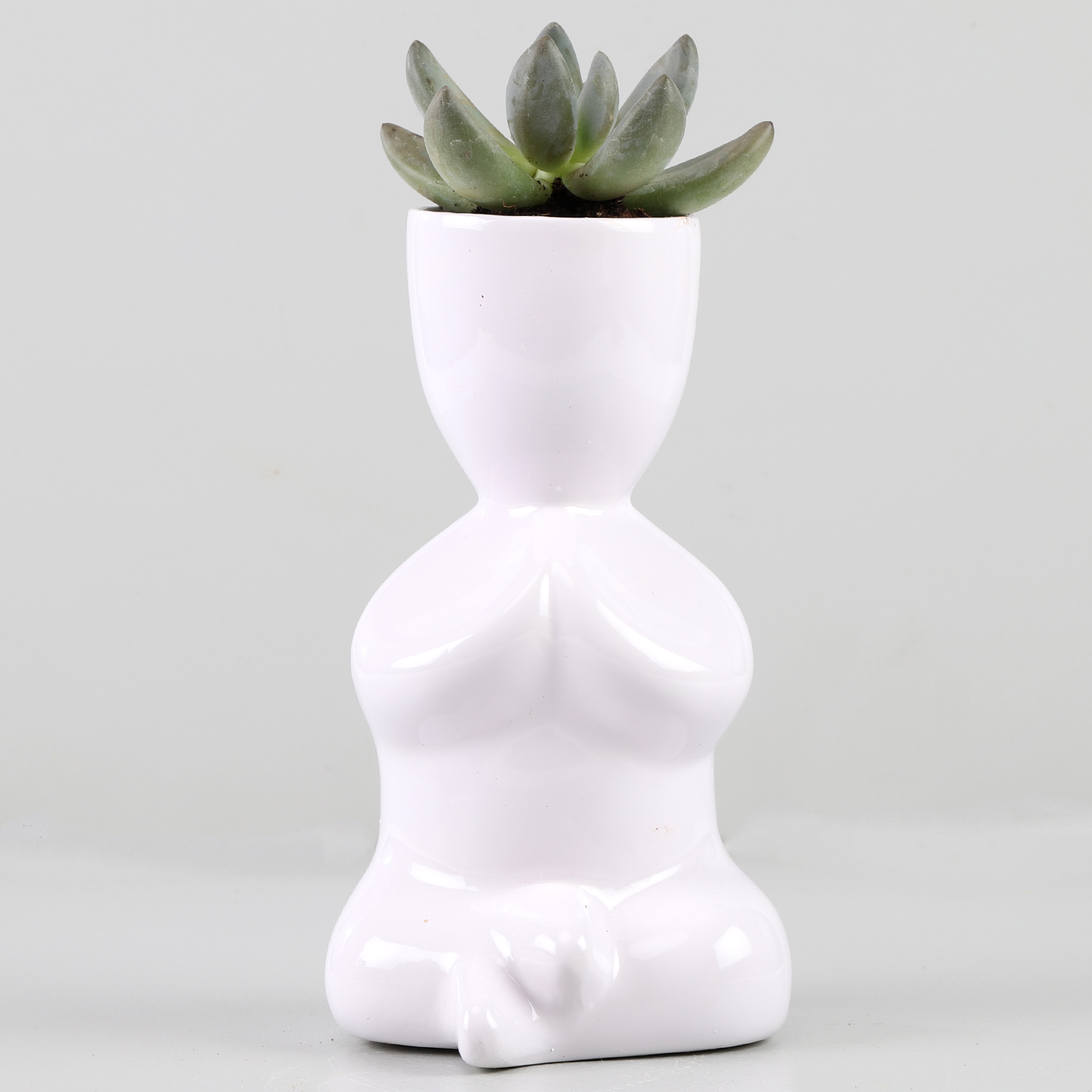Haworthia Plant In White Figurine