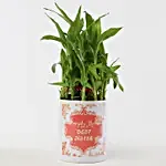 2 Layer Lucky Bamboo Plant For Sis
