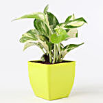 Marble Queen Money Plant & Friendship Band