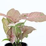 Pink Syngonium In You Are Special Pot