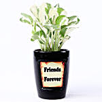 White Pothos In Friend's Forever Pot