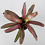 Beauty Red Neoregelia Plant