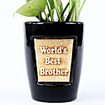 Money Plant In Best Brother 3D Pot & Rakhi
