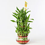 Friends Forever Three Layer Bamboo Plant