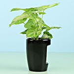 Syngonium Plant For No. 1 Sister