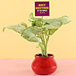 Syngonium Plant & Rudraksha Rakhi For Best Bro