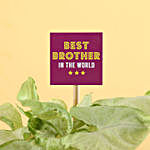 Syngonium Plant & Rudraksha Rakhi For Best Bro