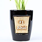 Golden Money Plant In No One Bhai 3D Pot