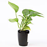 Money Plant In World's Best Brother 3D Pot