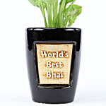 Syngonium Plant In World's Best Bhai 3D Pot