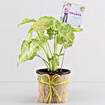 Syngonium Plant For Daughter's Day