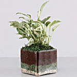 Scindapsus N'Joy Plant 4" Glass Terrarium