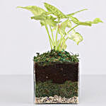 Syngonium Plant 4" Glass Terrarium