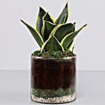 Jade Marginata Snake Plant 4" Glass Terrarium