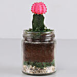 Moon Cactus Plant Jar Terrarium