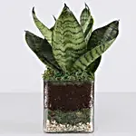 Sanseaveria Green Compacta Plant 3" Glass Terrarium