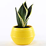 MILT Sansevieria Plant in Yellow Pot
