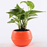 Money Plant In Orange Pot