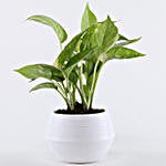 Money Plant In White Pot