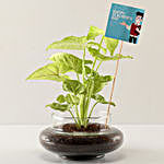 Syngonium Plant For Teachers' Day