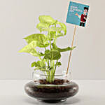 Syngonium Plant For Teachers' Day