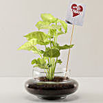 Syngonium Plant For Best Husband
