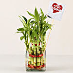2 Layer Bamboo Plant For Best Husband