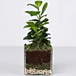 Ficus Compacta Plant 3" Glass Terrarium