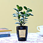Ficus Compacta Plant For Number 1 Sister