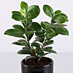 Ficus Compacta Plant For Number 1 Sister