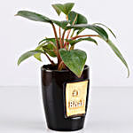 Red Philodendron Plant For Number 1 Bhai