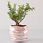 Jade Plant In Pearl Pink Wave Planter